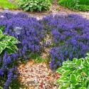 Ajuga reptans 'Chocolate Chip'