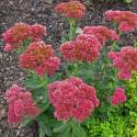 Sedum 'Autumn Fire'