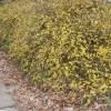 Jasminum nudiflorum (Gelsomino d'inverno di San Giuseppe)
