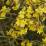 Jasminum nudiflorum (Gelsomino d'inverno di San Giuseppe)
