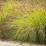 Pennisetum alopecuroides 'Hameln Gold"