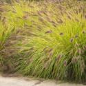 Pennisetum alopecuroides 'Hameln Gold"