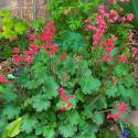 Heuchera sanguinea "Splendens"