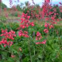 Heuchera sanguinea "Splendens"