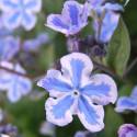 Omphalodes cappadocica 'Starry Eyes'