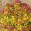 Spiraea japonica 'Goldflame'