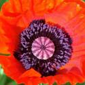 Papaver orientale 'Allegro'