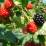 Rubus fruticosus 'Chester Thornless' (inermis)
