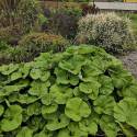 Petasites japonicus 'Giganteus'