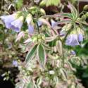 Polemonium reptans 'Stairway to Heaven'