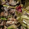 Asarum europaeum (Zenzero selvatico, ginger selvatico)