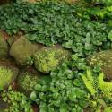 Asarum europaeum (Zenzero selvatico, ginger selvatico)
