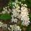 Prunus padus