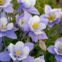 Aquilegia caerulea ‘Heavenly Blue’