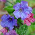 Pulmonaria saccharata 