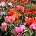 Papaver orientale 'Pizzicato' (mix)
