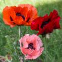Papaver orientale 'Pizzicato' (mix)