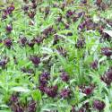 Centaurea montana ‘Black Sprite’
