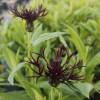 Centaurea montana ‘Black Sprite’