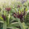 Centaurea montana ‘Black Sprite’