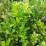 Buxus microphylla 'Faulkner'
