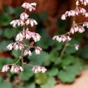 Heuchera merriamii