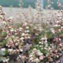 Heuchera merriamii