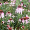 Echinacea pallida