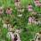 Echinacea pallida