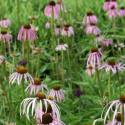 Echinacea pallida