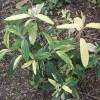 Viburnum rhytidophyllum "Variegatum"
