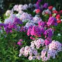 Phlox paniculata (mix da seme)