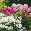 Phlox paniculata (mix da seme)