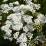 Achillea millefolium 'Alba'
