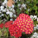 Achillea millefolium 'Paprika'