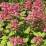 Hydrangea paniculata 'Wim's Red'