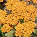Achillea millefolium 'Terracotta'