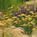 Achillea millefolium 'Terracotta'