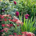 Achillea millefolium 'Paprika'