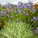 Agapanthus campanulatus 'Silver Moon'