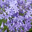 Agapanthus campanulatus 'Silver Moon'