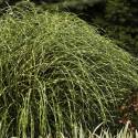 Miscanthus sinensis 'Little Zebra'