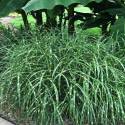 Miscanthus sinensis 'Little Zebra'