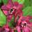 Calycanthus 'Aphrodite' (Sinocalycanthus chinensis)