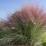 Muhlenbergia capillaris "Purple Butterfly"