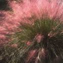 Muhlenbergia capillaris "Purple Butterfly"