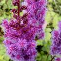 Astilbe chinensis 'Purpurlanze'