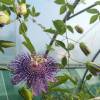 Passiflora "Fata Confetto"