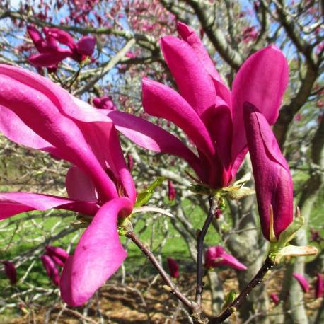 Magnolia x liliflora 'Susan'