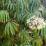 Begonia luxurians
